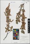 Foto von Salix hastata L.